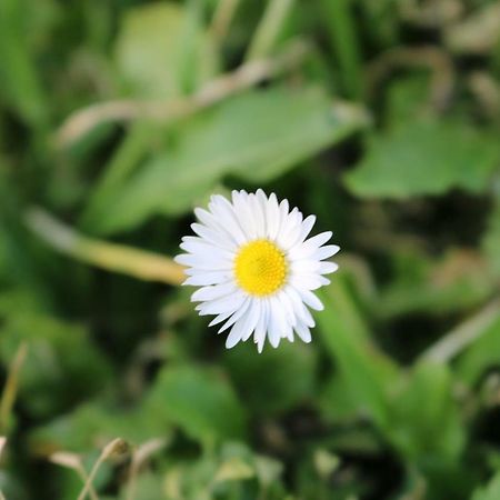 Гостьовий будинок Il Fienile Nella Roccia Казоле-д'Ельса Екстер'єр фото